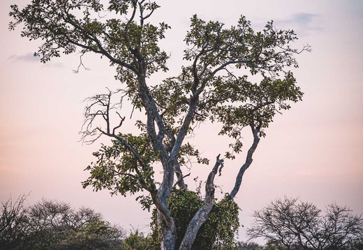 Südafrika